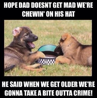 VIK9s's tweet photo. It's a great day to take a bite out of crime. Happy Tuesday! #vik9s #vestedinterestink9s #biteoutofcrime #takeabiteoutofcrime #germanshepherdpup #k9s #k9humor #dogmeme #doghumor https://t.co/hGuu9rbTlc