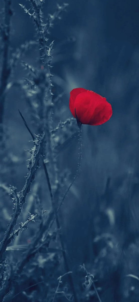 岸容待腊将舒柳，山意冲寒欲放梅。