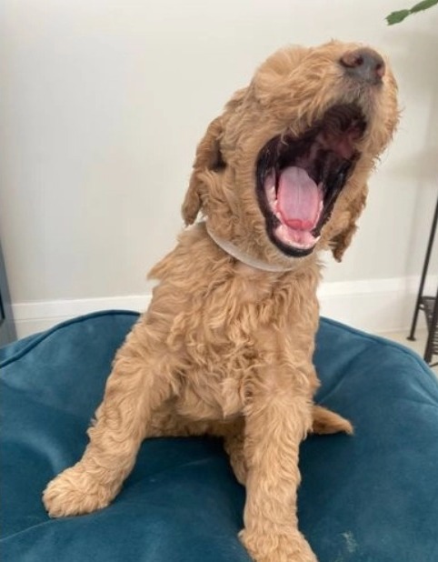 goldendoodleusa's tweet photo. Good morning folks . Have a nice day . 🤗🤗🤗🤗🤗🤗🤗🤗#dogs #puppies #puppy #goldendoodle https://t.co/z8pAoT3uK4