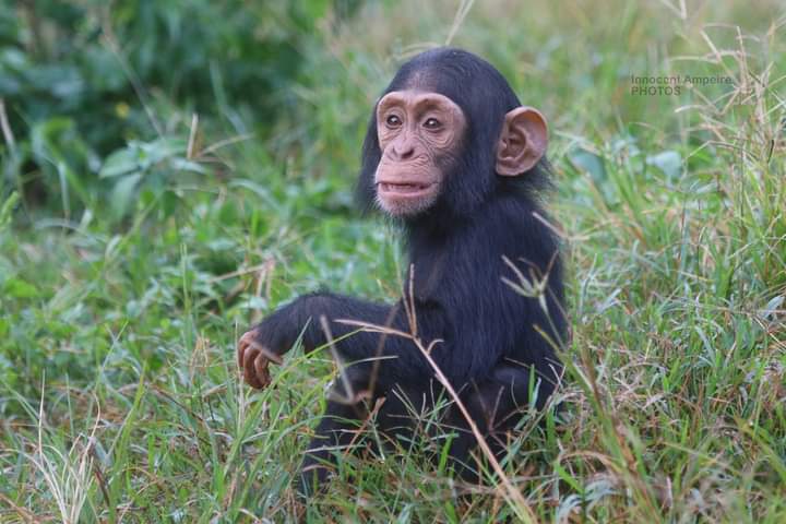 ngambaisland's tweet photo. Tamtam and Themba are our little super stars when Bolly steps a side #VisitNgamba #4everwild #lettherebechimps. Contact reservations@ngambaisland.org https://t.co/Q5bDn80rfN https://t.co/EY5m2DlaZ6