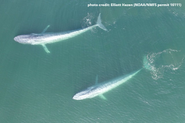 Did we show you this?👇🤔

“From individual responses to population effects: integrating a decade of multidisciplinary research on blue whales and sonar” by Enrico Pirotta, John Harwood <a href="/CREEM_cake/">CREEM_cake</a>  <a href="/_SMRU_/">SMRU (now posting at Bluesky)</a> &amp; al.: ow.ly/KIQ350MmB3x

1/4
