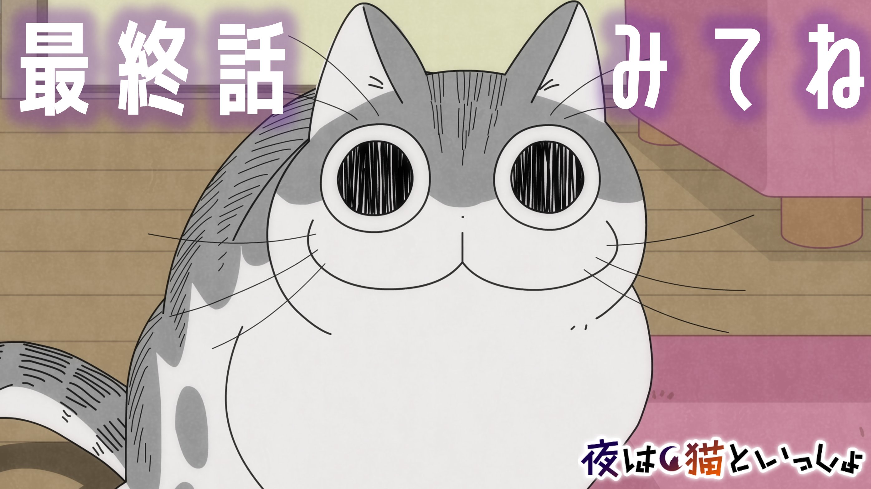アニメ 夜は猫といっしょ 公式 アニメ 夜は猫といっしょ 本日 00 配信 ｖ 最終話まで あと8時間 1 11 水 00 プレミア配信 第30夜 何かを見つめるネコ