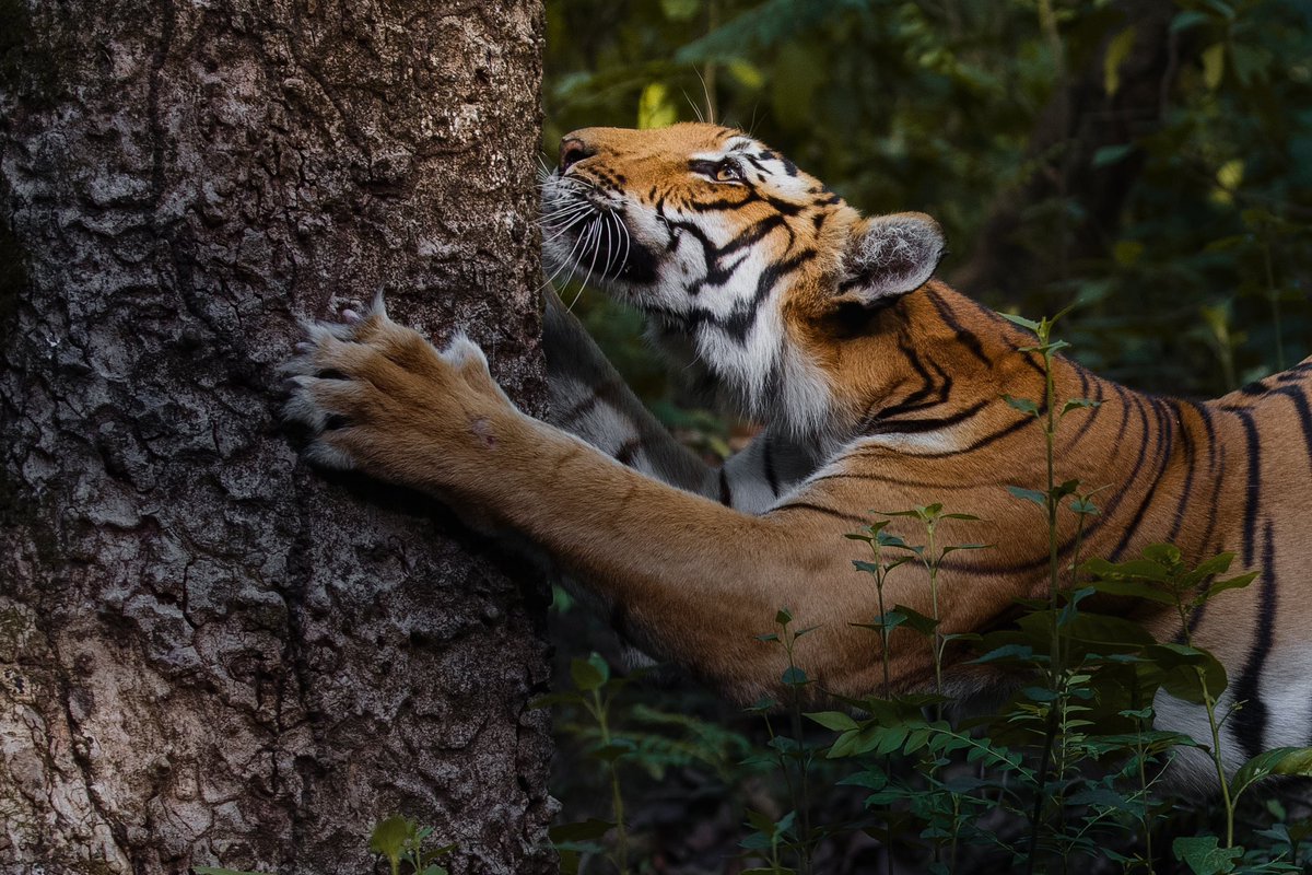 Swaroop Singha Roy tweet media