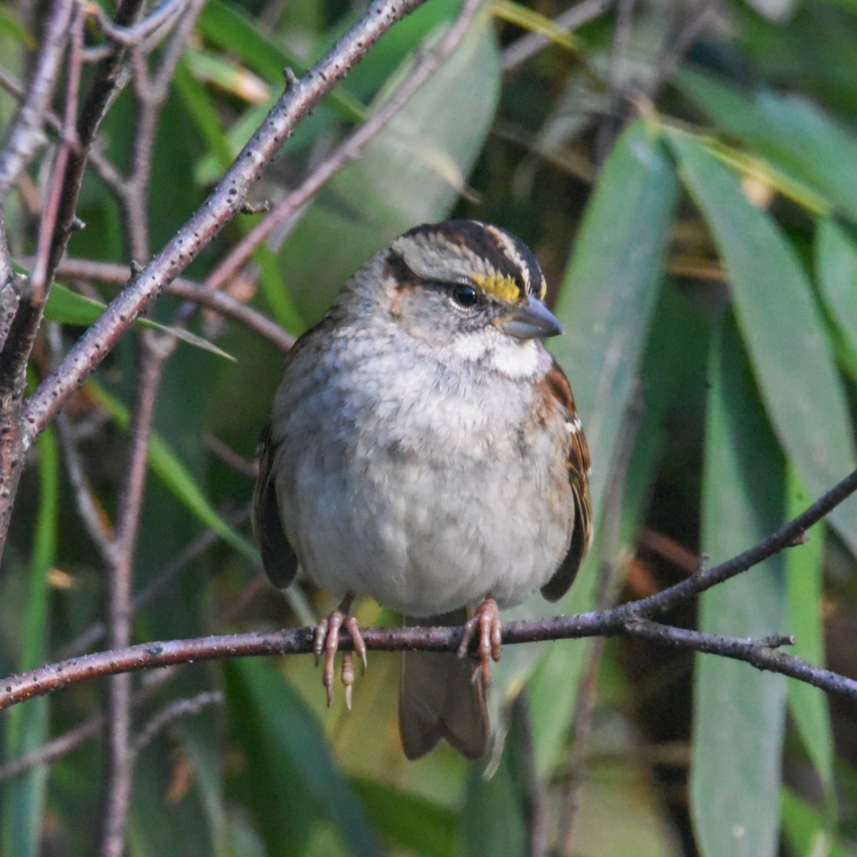 Ima take a clue from this Sparrow and find a seat and cool out.

#rebels_united #raw_wildlife #be_one_natura
#nature_perfection #nothingisordinary_ #allnatureshots #natureonly #goandcapturethelight #natureshots #nature #trees #landscape #photooftheday #birdphotography  #birding