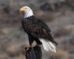 NsamProject's tweet image. Nat&apos;l Save the Eagles Day! The eagle is the symbol of American freedom. Let’s come together to help protect &amp;amp; save these amazing majestic creatures. Thanks to the conservation efforts helping to prevent their extinction. There are more than 60 different species in the world