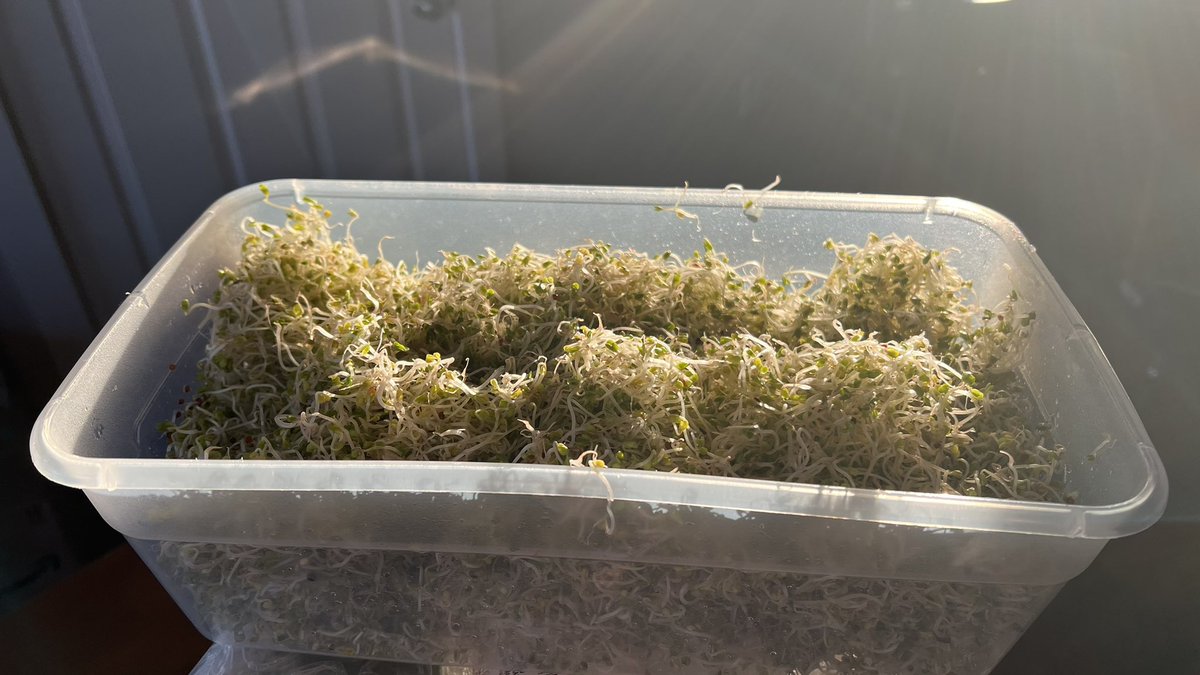 6 lbs of #broccolisprouts grown in my kitchen in five days. 

Building a chicken coop this year to reCOOP some scratch 😉 might fuck around and create a #worthlessfoodmarket 👏🏽🥳 #eatgood