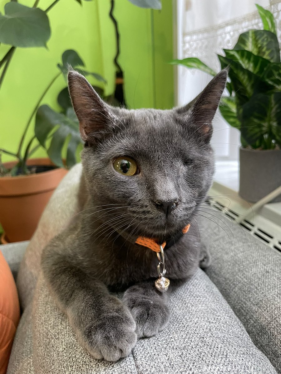 froggieNY's tweet photo. My boy🥰
#winkle
#oneeyedcat 
#保護猫 https://t.co/R60LreQiwB