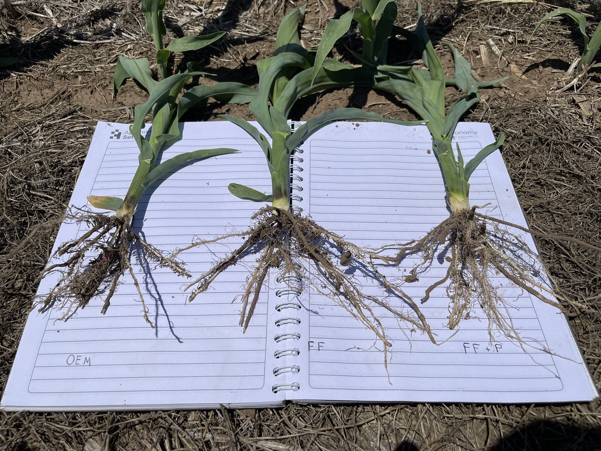 Lisandro Vada tweet media