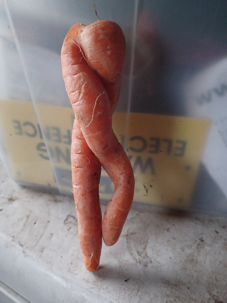 delicate carrot figurine and me everytime I get to the front door 😂 #carrots #vegetableart