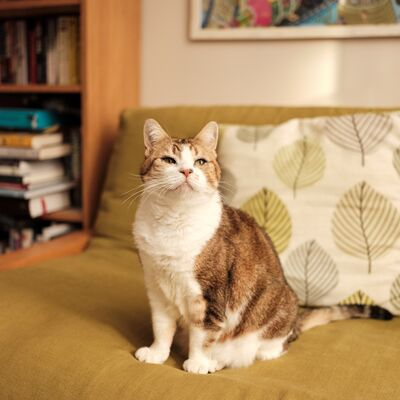 Battersea Public Affairs tweet media