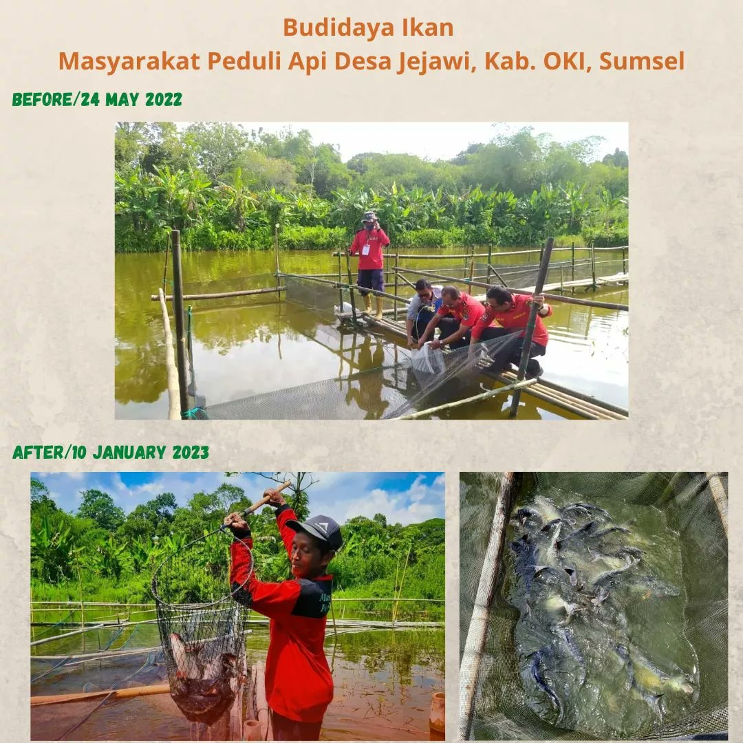 FireItto's tweet photo. Budidaya ikan patin yang dilakukan sejak bulan Mei 2022 di Desa Jejawi, Kab. OKI Sumsel, akhirnya membuahkan hasil yang sangat memuaskan. https://t.co/c6DHUrAI7G