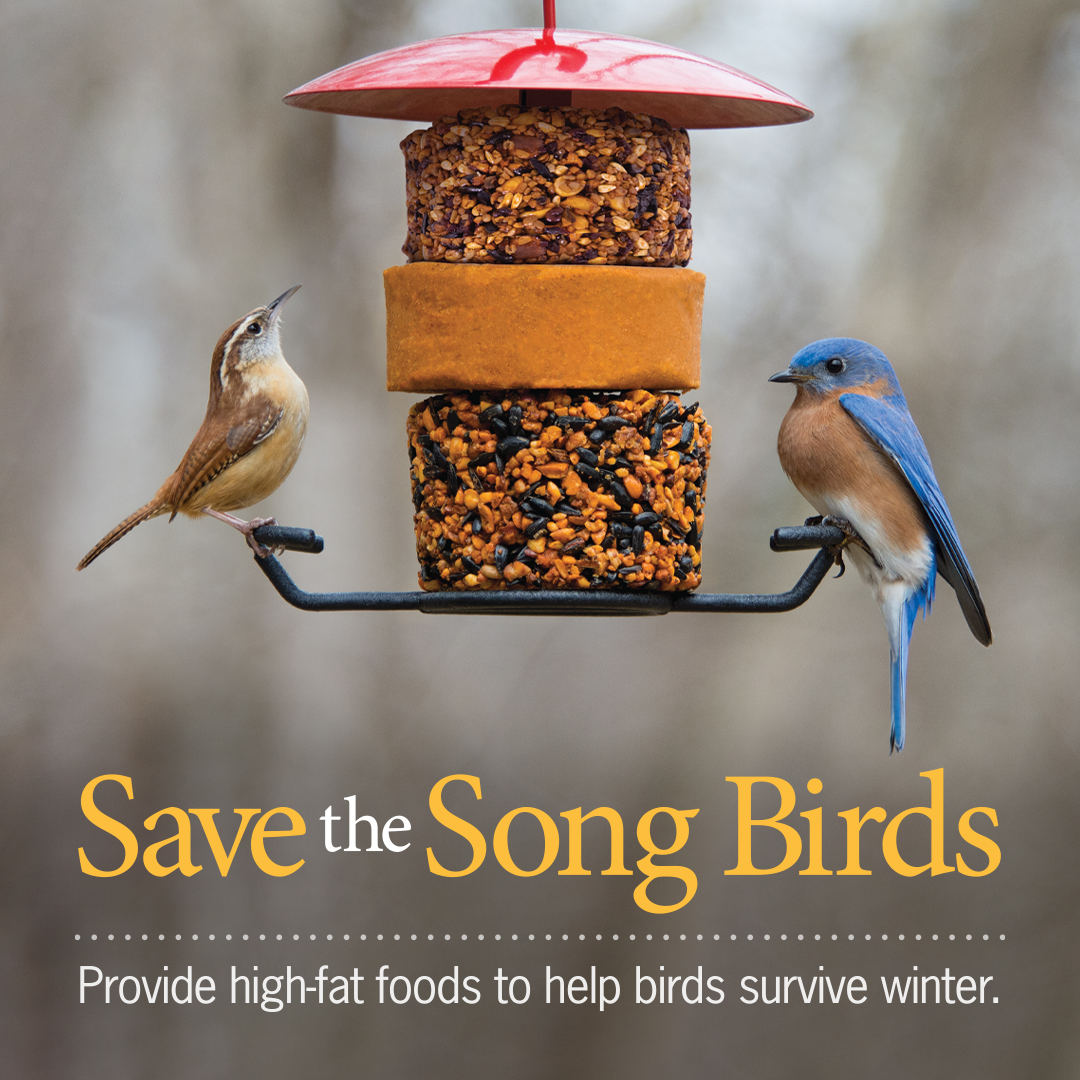 For birds, the daily challenge is to find food to make it through each day &amp; replace their fat reserves for the coming night 🌚🌞Offer high-fat foods, such as our Winter SuperBlend®️ or  SuperSuet®️ &amp; help your birds survive the challenges of winter.❄⛄#SavetheSongBirds