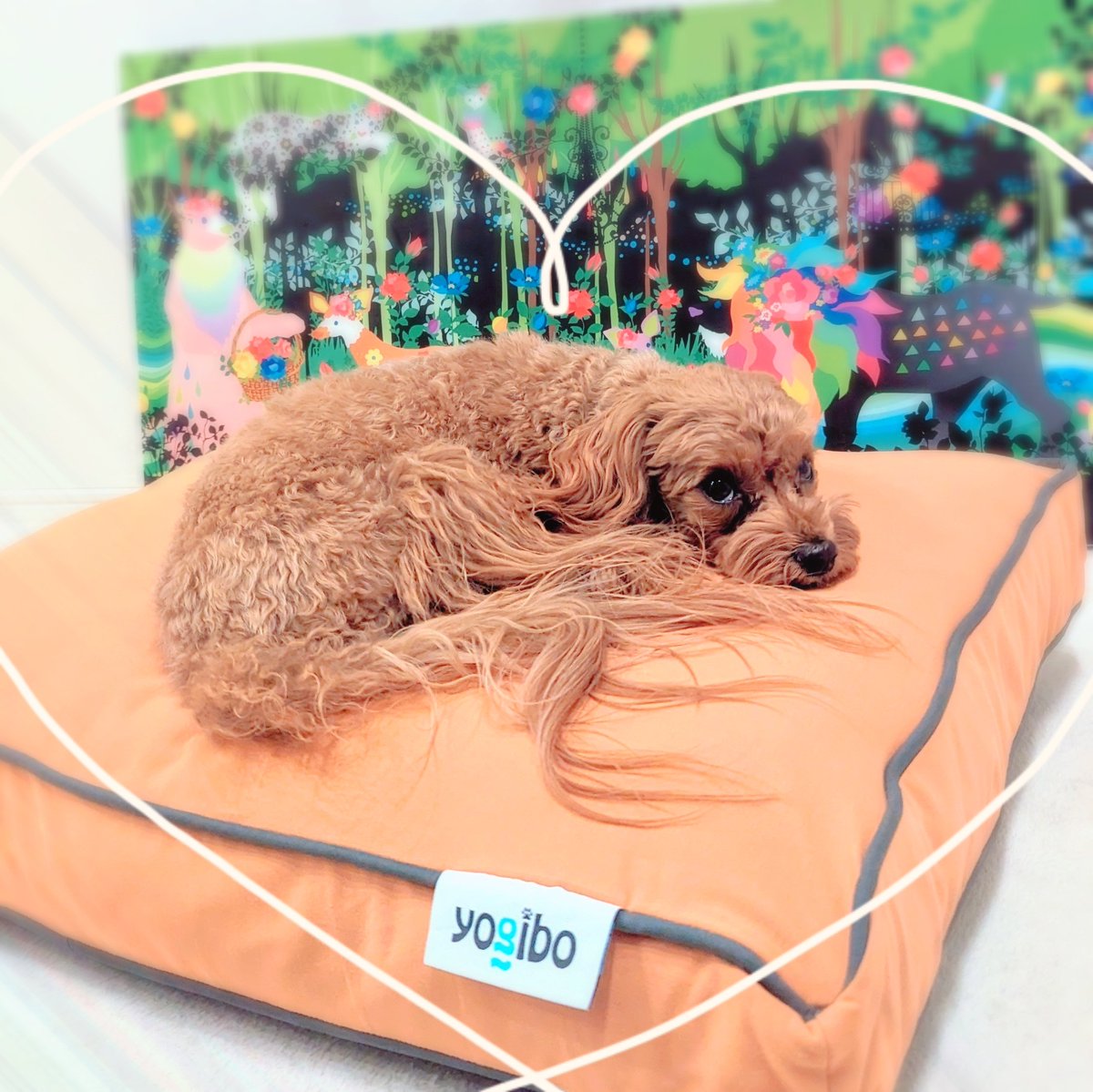 hapitan_marupu's tweet photo. ⁡⁡⁡⁡⁡⁡Yogiboのペット用ベッド⁡ドギボーが届いたよー🐶🛏🎶⁡
⁡フワフワで寝心地めっちゃ良さそう🎶⁡
⁡なのにハピタンてば真っ黒に汚れたニトリのクッションでばっかり寝てるーっ😂⁡
⁡⁡⁡⁡⁡#マルプー #いぬのいる暮らし #犬のいるしあわせ #Yogibo #doggibo #ヨギボー #ドギボー https://t.co/ypM3Bq3QTo