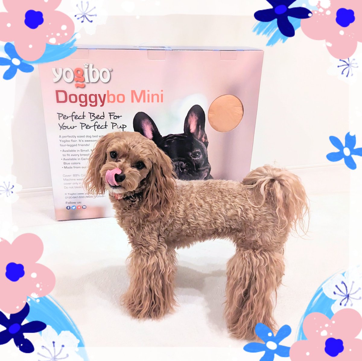 hapitan_marupu's tweet photo. ⁡⁡⁡⁡⁡⁡Yogiboのペット用ベッド⁡ドギボーが届いたよー🐶🛏🎶⁡
⁡フワフワで寝心地めっちゃ良さそう🎶⁡
⁡なのにハピタンてば真っ黒に汚れたニトリのクッションでばっかり寝てるーっ😂⁡
⁡⁡⁡⁡⁡#マルプー #いぬのいる暮らし #犬のいるしあわせ #Yogibo #doggibo #ヨギボー #ドギボー https://t.co/ypM3Bq3QTo
