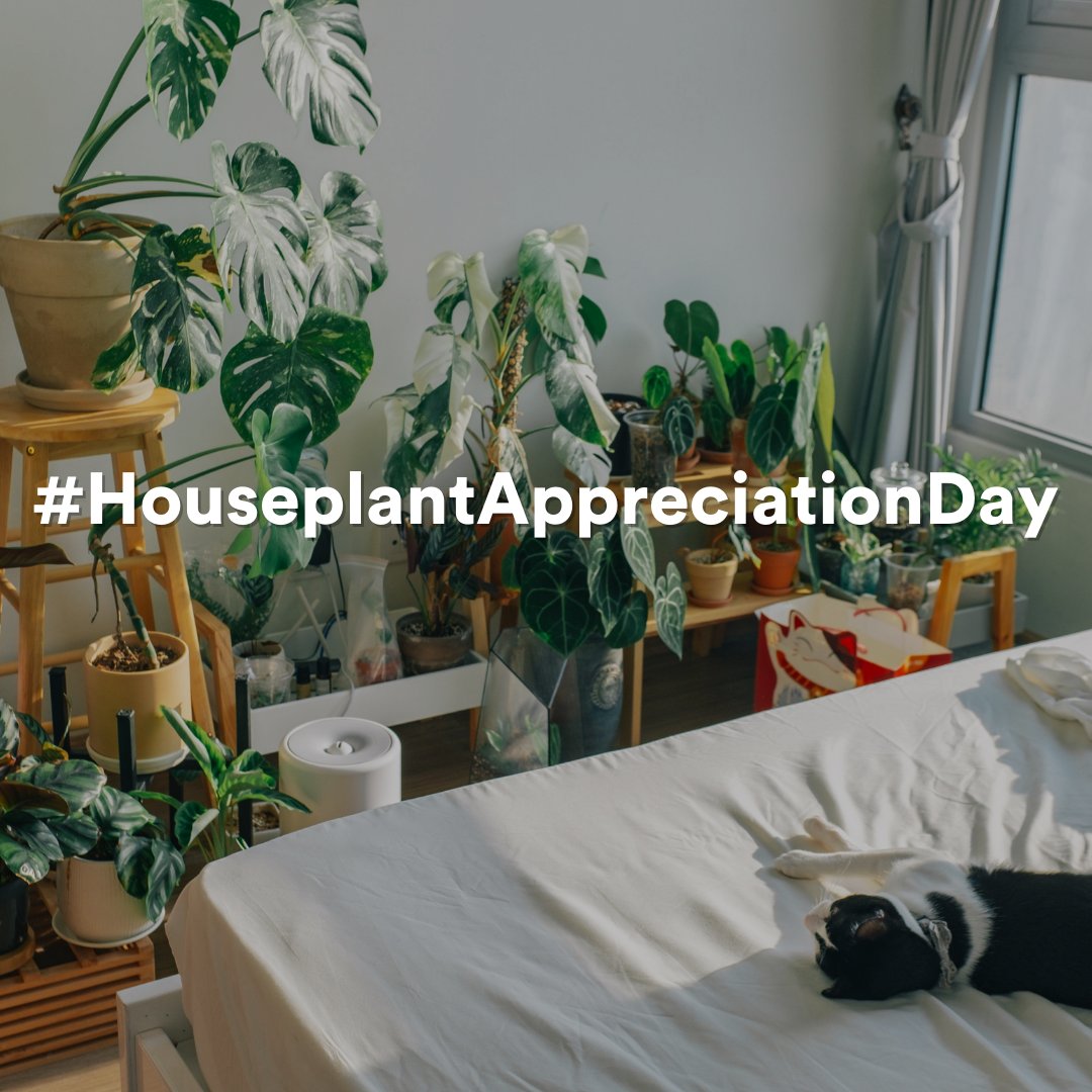 Happy #HouseplantAppreciationDay! Studies have shown that houseplants and gardening make you healthier and more productive. But WHAT you plant and HOW you plant matters.🪴 Check out our Re:wild Your Life Guide: rewild.org/rewild-your-li…