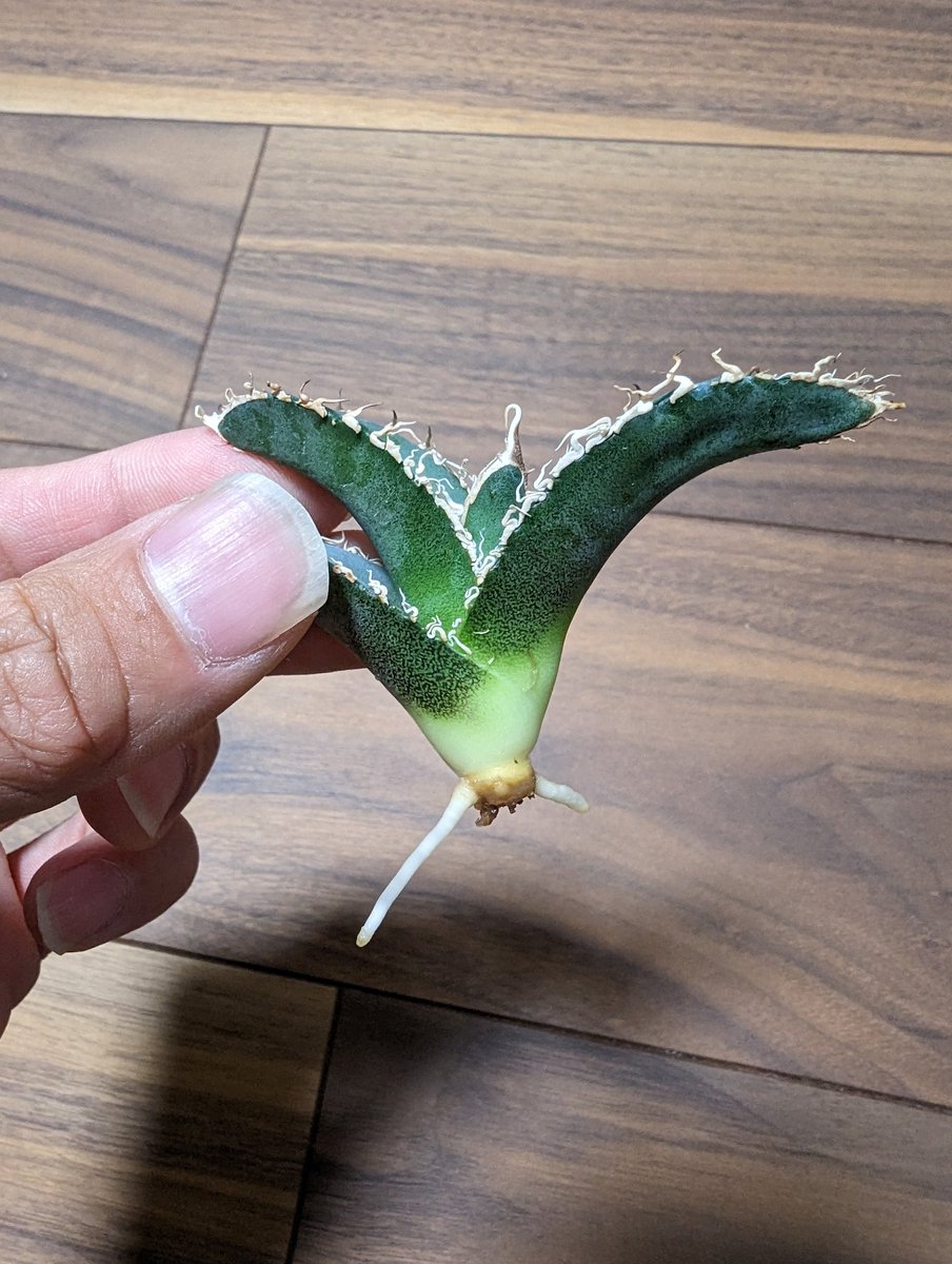 SKR_plants (@SKR_plants) / Posts / X