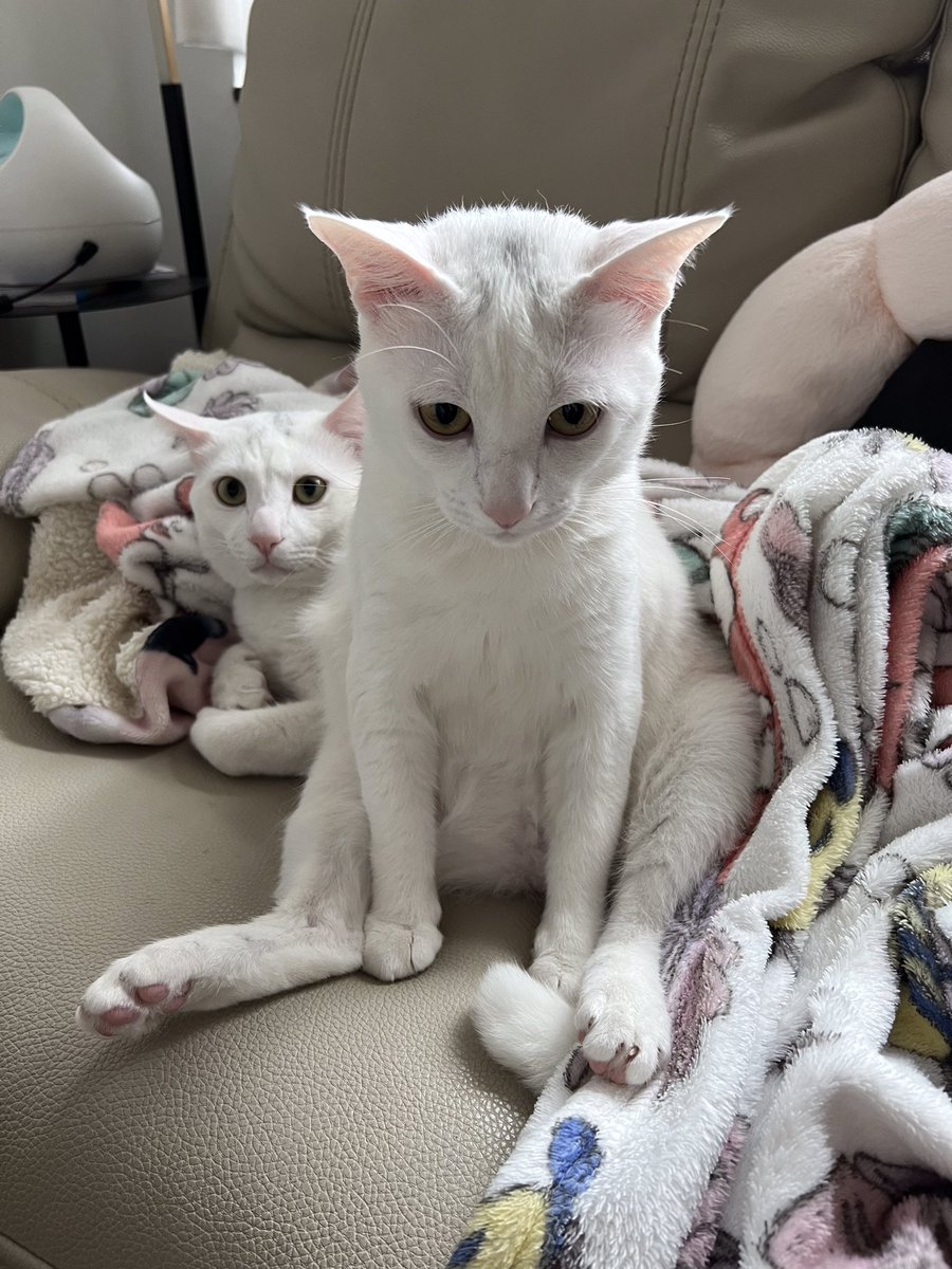 keung0501's tweet photo. When I am guilty.
#Cat #catoftheday https://t.co/wBySDuOT1h