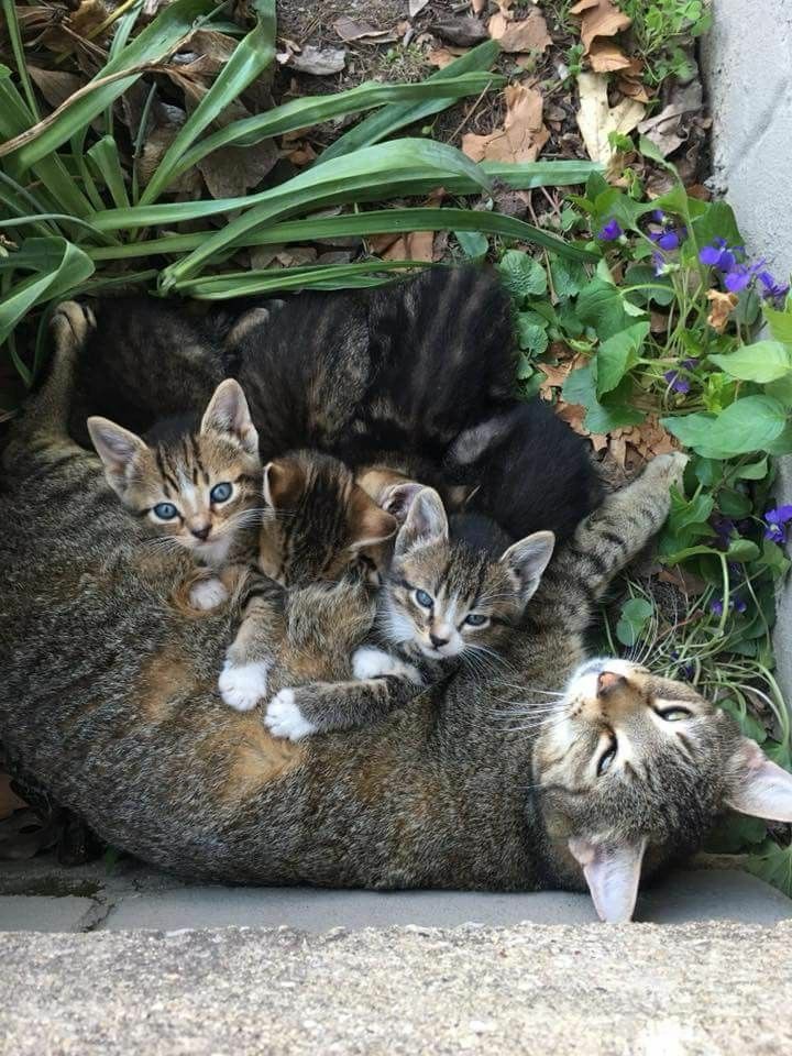 Sharolinguria's tweet photo. They all looks so cuteee!! https://t.co/D2aFQ9ZupC