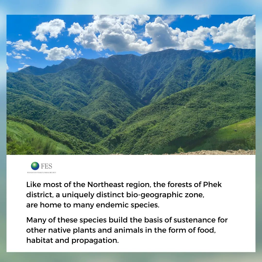 fesforcommons's tweet photo. The youth of Meluri village, Nagaland, identify two new species of native trees to add to the SeasonWatch database. Read the post for more details. 
#CommunityConservation #ForestCommons #KnowYourTrees #SeasonWatch https://t.co/3rQg6VNBGo