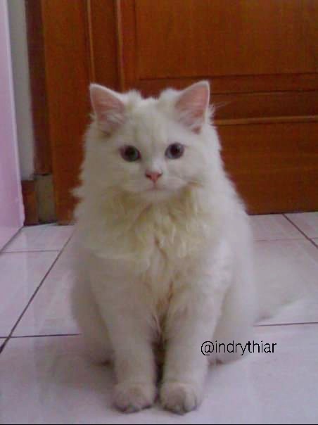 indrythiar's tweet photo. @kochengfs pas photo untuk bikin e-ktp https://t.co/u8Ze3Tmhde