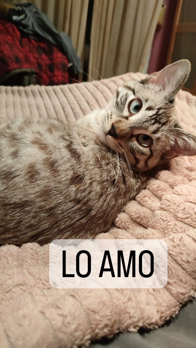 meeeRiilu's tweet photo. Bizcocho, mi todo🧁🤍 https://t.co/wUiuCXBFCP