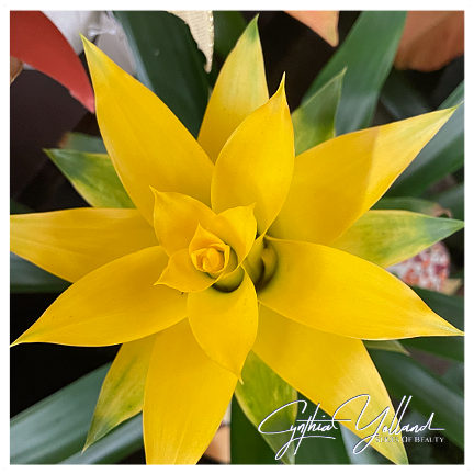 CynthiaYolland's tweet image. Brighten the Day

It is amazing to me that just a single swath of color can change everything.

Share the love

#scarletstar #yellow #livecolorfully #slicesofbeauty