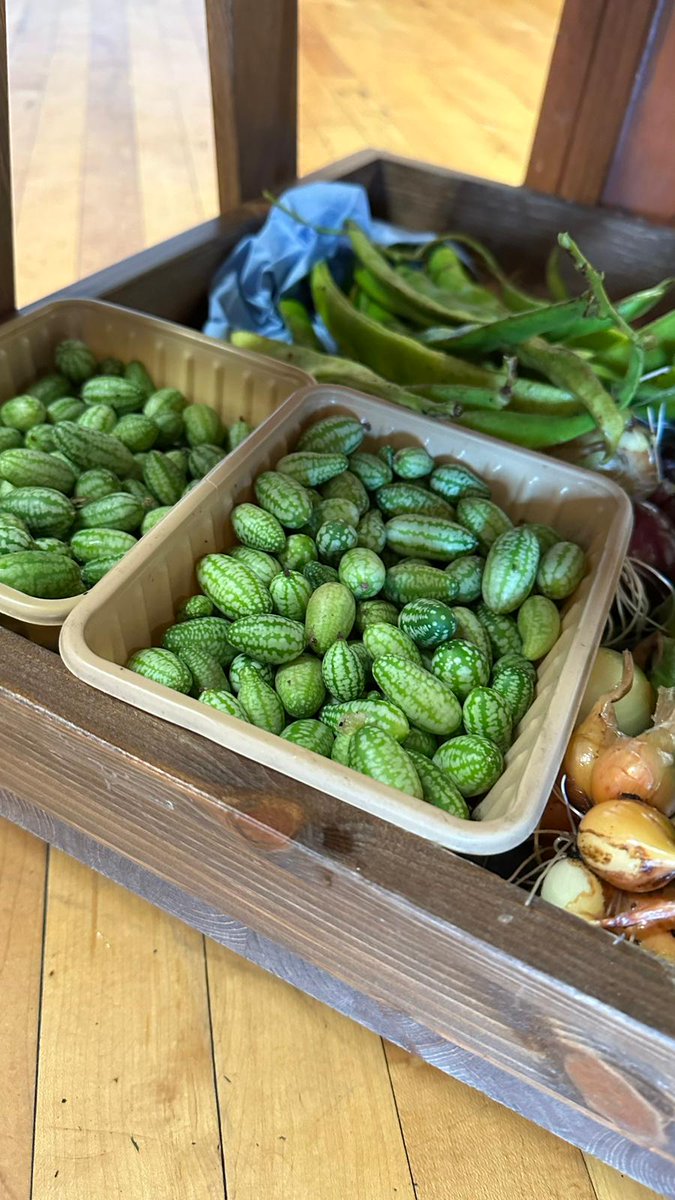 rgsimey's tweet photo. @HI_Voices we grew loads of these at the Cladach Community Garden (Isle of Arran) last year :) 🥒 🍈 nice description! https://t.co/KL0DVa9ZV8