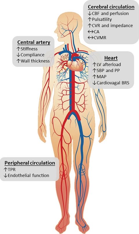 Cerebral blood flow in normal aging adults: cardiovascular determinants, clinical implications, and aerobic fitness…
onlinelibrary.wiley.com/doi/full/10.11…