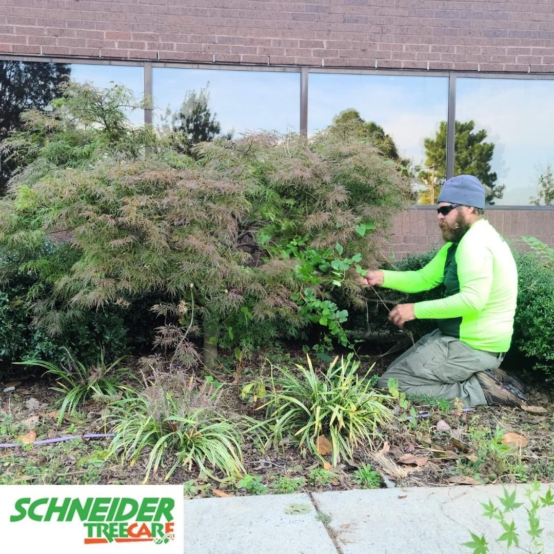 Schneider Tree Care has grown from a small business run by two brothers to a team of 80+ employees in four locations across the Carolinas. We are committed to taking care of our clients trees and shrubs. Call 864-664-2025. #SchneiderTreeCare #AboutUs