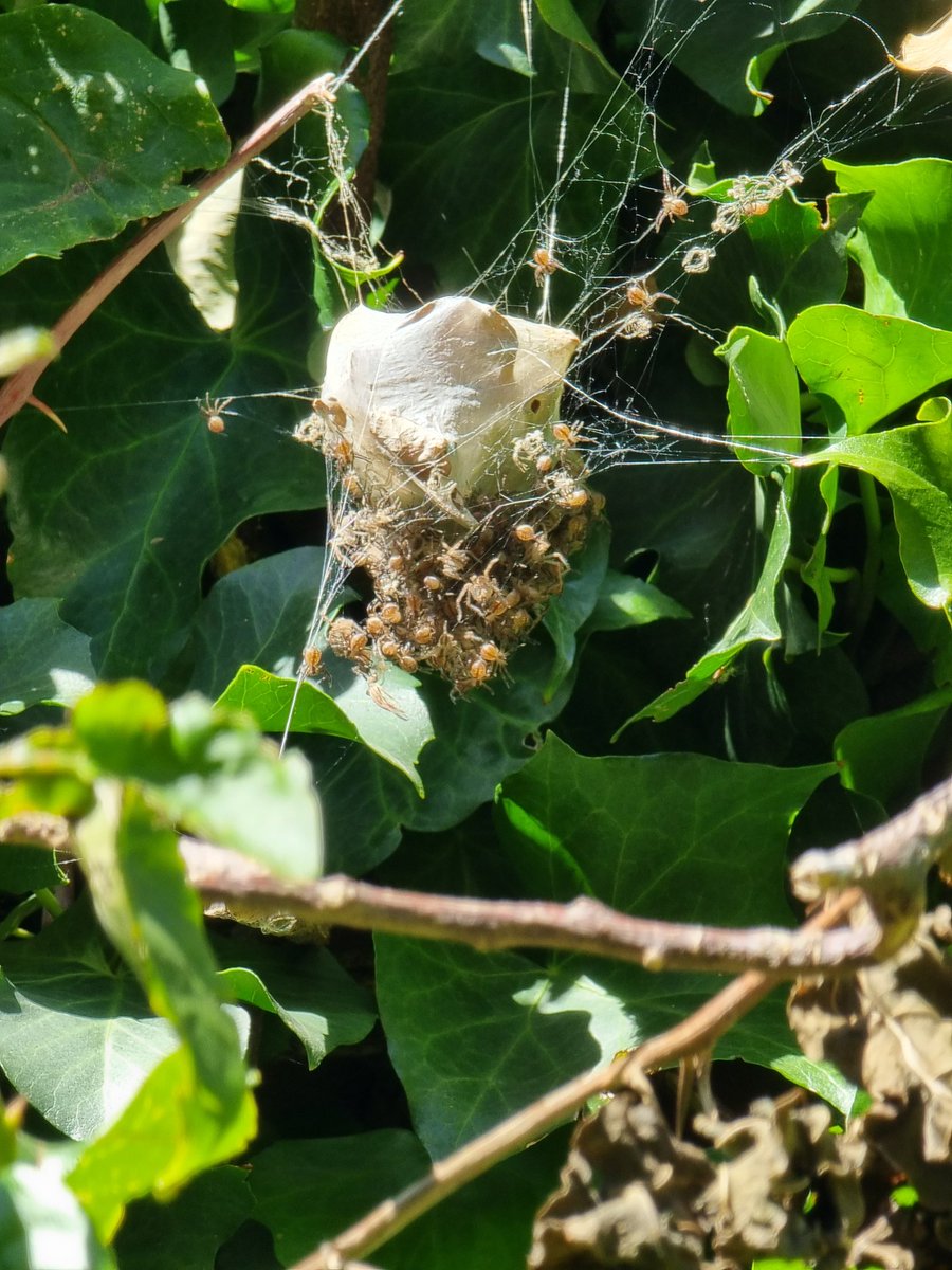 FindNatureNow's tweet photo. The baby rain spiders have hatched 💚🕷🕸 #tuesdayvibe #spider #nature https://t.co/Qz6PXOzIfV