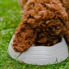 dufortassoc's tweet photo. New Case Study: Ocean Plastic Dog Bowl https://t.co/EEgGJ69wv7 https://t.co/T7RRJom0xh