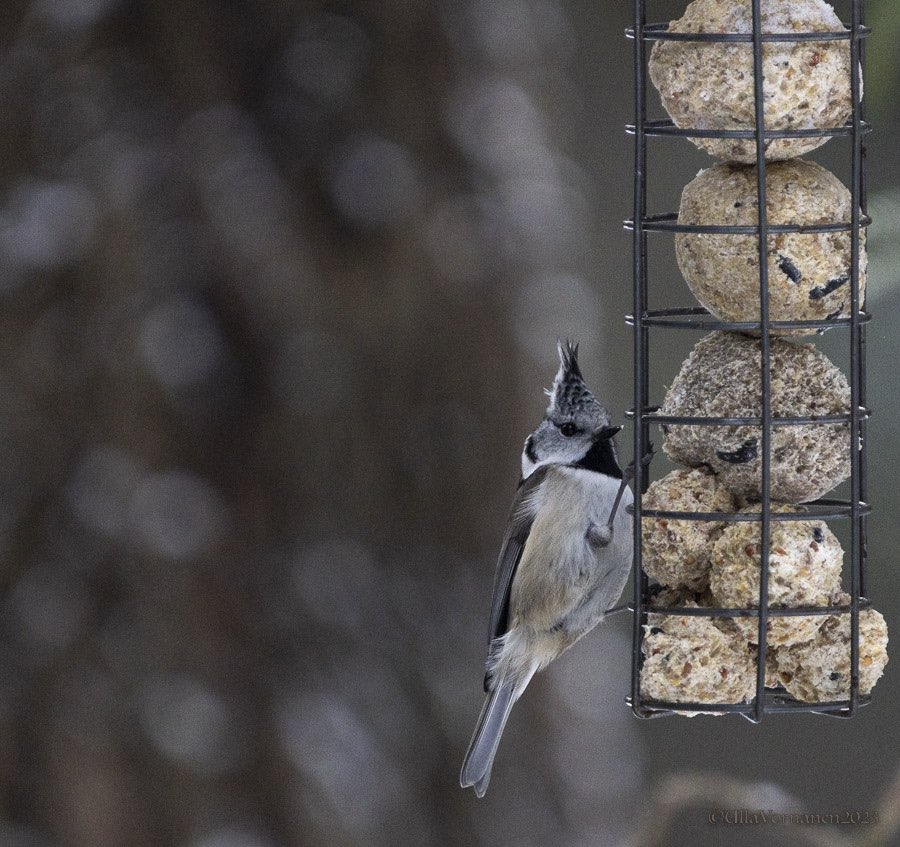 •
#crestedtit with bird feeding 
•

Punkkarin pallot 

•

#töyhtötiainen #linnut #talvi2023 #birds #winter2023