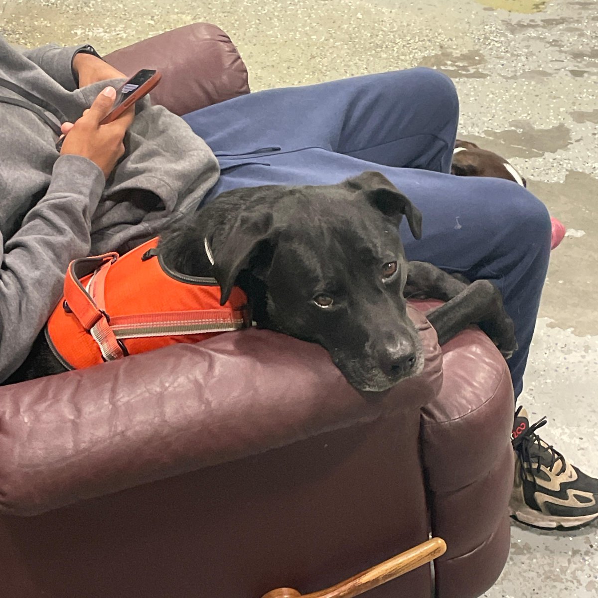 TheDuncandc's tweet photo. Chase is kind enough to share the chair with Xavier. https://t.co/wO8l4n4SH2