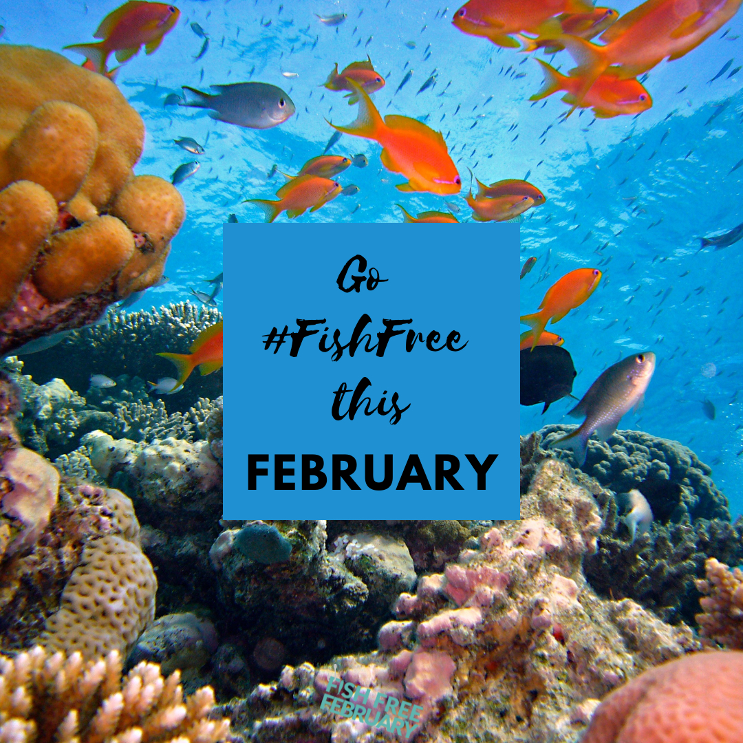 Fish Free February tweet media
