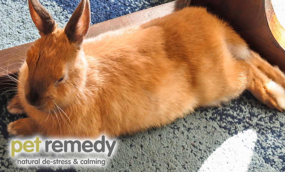 Rabbits are adorable, but they’re also prey animals with a hardwired instinct to flee from danger. This makes them especially susceptible to anxiety and stress. petremedy.co.uk/the-effects-of… #rabbit #rabbitstress #Rabbit2023