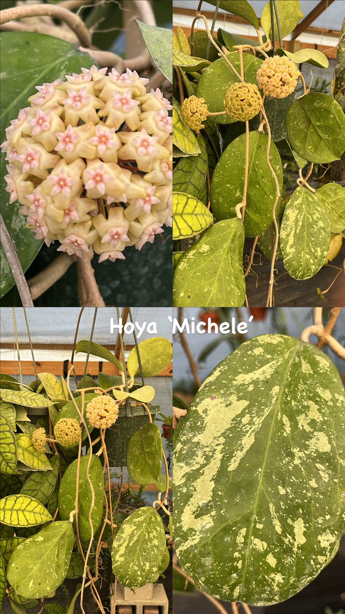 ミキモト　バラエティ　まとめ売り HOYAベルおまけ Hoya 'Michele'. MB 1255 ( Hoya verticillata-Laos X Hoya acuta