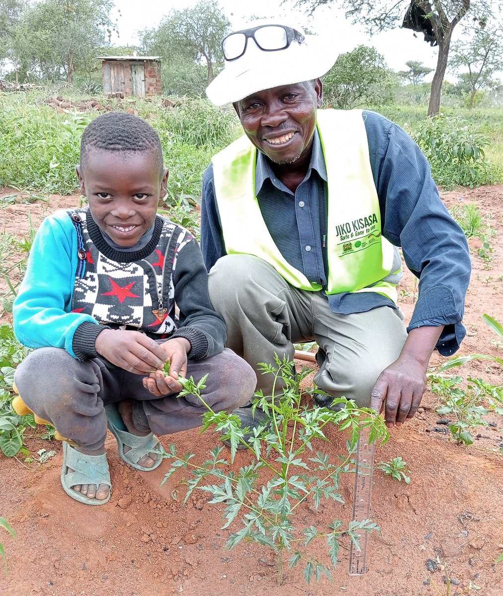 Great to visit #farmers in #Makueni #Kenya to learn how they are improving establishment &amp; early growth of their Melia #tree seedlings using a natural low cost #soilconditioner applied together with manure - despite limited rainfall. Good example of adaptation to #climatechange