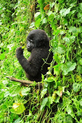 #Gorillas are one of the  #endangered but precious species #Uganda has got to offer. Check out #discounted gorilla packages here lnkd.in/dKmaVBq
#gorillaz #trekking  #gorillasuganda #species #discount #tourpackages #safaripackages #itinerary #travelpackages #toursafrica