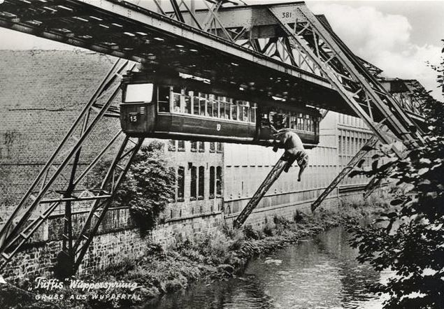 milacramer's tweet photo. @robindchnt @madelinelawren In the 1950s Wuppertal made the Indian circus elephant Tuffi ride the Schwebebahn. he fell out into the Wupper. no photos exist (below a montage) because the journalists covering the story were behind him in the Schwebebahn... he got away with minor injuries. https://t.co/IMDOoM9krE