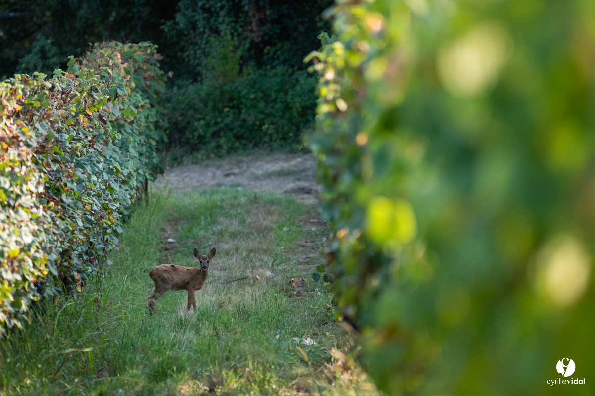 Veganuary? 

At Wine at Home we have a preselected range of wines that do not use any animal products in their production - from the glue used to stick on the labels, to plant based filters. 🌿 🌿 🌿 

#smallchanges #veganwine