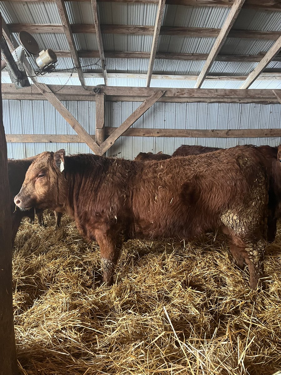 28 yearling bulls on offer this spring. All on <a href="/AgSights/">AgSights</a> bull test. Purebred Red Angus, Simmental and crossbred bulls available. All out of calving ease sires. Strong cow family’s and genetics that work! agsights.com/wp-content/upl…