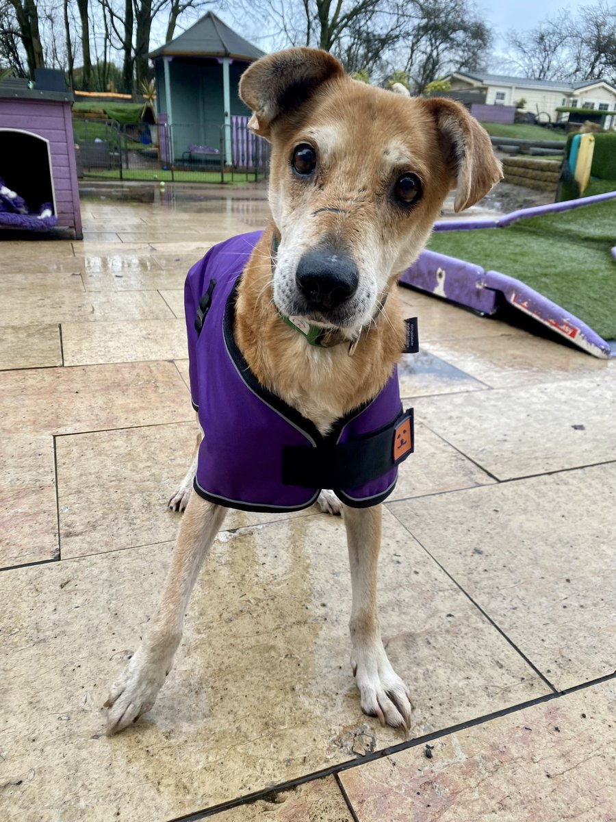 Dogs4Rescue's tweet photo. Grumpy Stu modelling his new @GingerTedUK coat, bought with gift vouchers from our Amazon Wishlist. Thank you all so much.l 🙏 Hello I’m a studmuffin model and influencer 👋🐶📷 https://t.co/X77t2puhW3