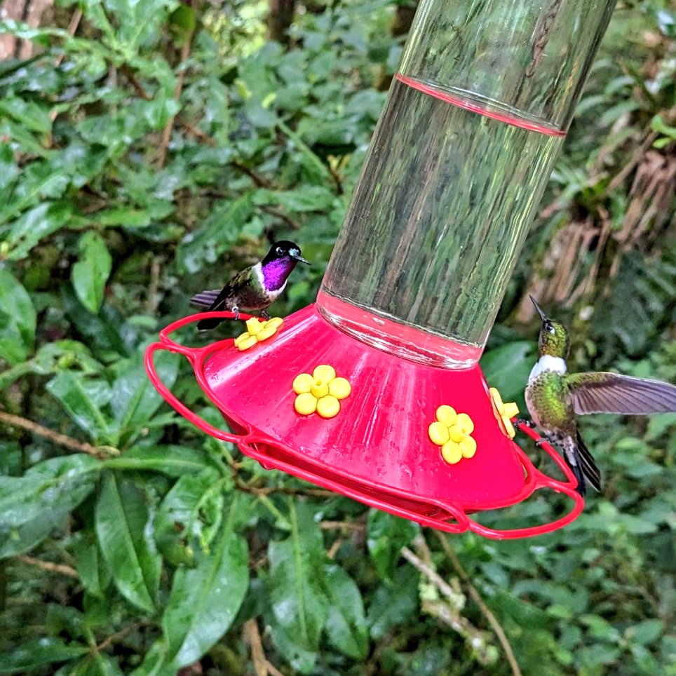 andesderuta's tweet photo. Hoy es 10 de enero y se celebra el Día Mundial de las Aves 🐦

Y en Mérida tenemos un Santuario dedicado a los colibríes, La Casa Del Colibrí Angel Del Sol que sin duda tienen que visitar! 

#Merida #Venezuela #Turismo #Colibri #BosquePino #Paramo #AndesDeRuta https://t.co/1OAlZVXPZU