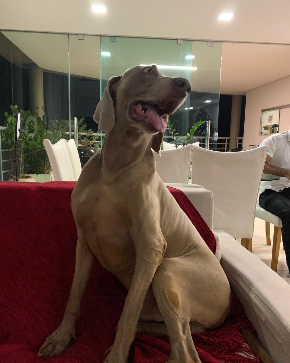 rinaldooli's tweet photo. Sabe um filho lindo e quase obediente? É o Lord! 🤣
Tá procurando uma namorada em Brasilia! Candidatas, se apresentem!
#weimaraner #pets #namorados #namorada #cao #cachorro #brasilia #df https://t.co/KMgXAzY2jK