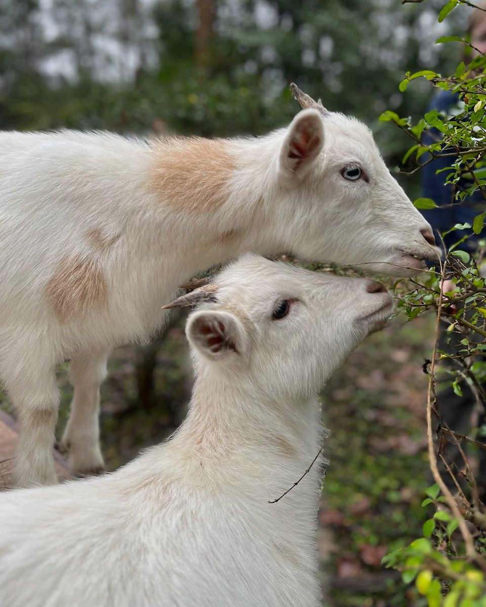 BirminghamZoo's tweet photo. 🐐Happy TWO'sday from your favorite duo, Flora and Fauna! These two babies are just the GOAT!
⏰ Wednesday - Sunday, 9:00 AM - 4:00 PM | *Hours subject to change for events or inclement weather.
#BhamZoo #BirminghamAL #MagicCity #ThisisBham #BhamLife https://t.co/hPHTPAvUpG