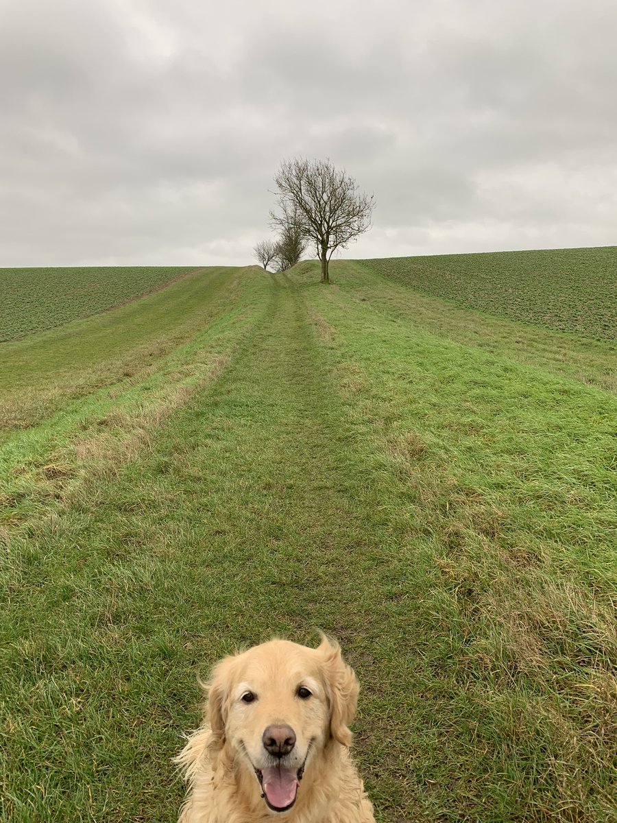 GraceLSDavidson's tweet photo. #HappyGolden Always Smiling 😃 https://t.co/y7fGN6Xzga
