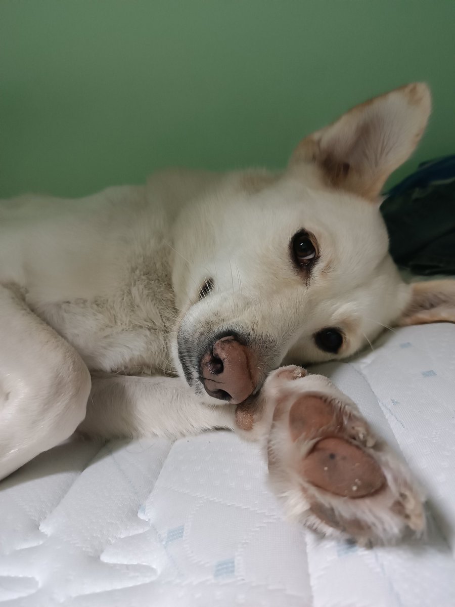 Всем приветики, это аккаунт Собаки Бибы, я завела его, чтобы рассказать всю правду об отношении моих хозяев ко мне. Тред 👇🐕