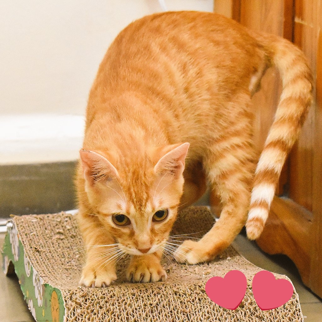 GatosPty's tweet photo. Leo aun esta en busaca de un hogar responsable y amoroso que le de una segunda oportunidad 🐱💗
#AdoptaNoCompres #GatosPyt #CatsOfTwitter #mascotas #kittens #catlover #catlove https://t.co/Y5WQhqAsTt
