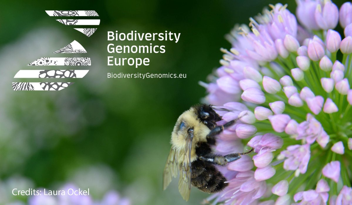 Biodiversity Genomics Europe (BGE) (@biogeneurope) on Twitter photo 2023 will be a fantastic year for #biodiversity #genomics in Europe: After our kick-off last November, this year will see #BGE reaching cruising speed in its five pillars: node development #sampling, #sequencing, #data and #application! Stay tuned! <a href="/REA_research/">European Research Executive Agency</a> #BGE 2023 will be a fantastic year for #biodiversity #genomics in Europe: After our kick-off last November, this year will see #BGE reaching cruising speed in its five pillars: node development #sampling, #sequencing, #data and #application! Stay tuned! <a href="/REA_research/">European Research Executive Agency</a> #BGE