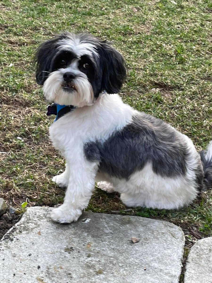 Another Beloved Companion featured on our Virtual Donor Wall! You can see other pets whose guardians have donated at thecfal.org/virtual-donor-… 

With a contribution of $25 or more, you can submit your own photo to us to be featured, just like Teddy!